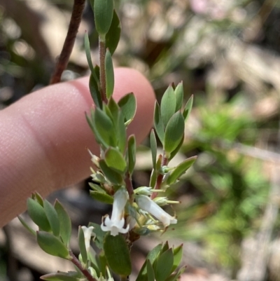 Brachyloma daphnoides (Daphne Heath) at Morton National Park - 5 Oct 2023 by Tapirlord