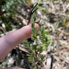 Brachyloma daphnoides at Wingecarribee Local Government Area - 5 Oct 2023 02:32 PM