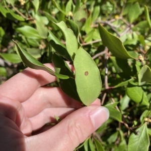 Persoonia laurina at Bundanoon - 5 Oct 2023