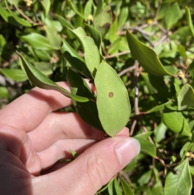 Persoonia laurina (Laurel Geebung) at Morton National Park - 5 Oct 2023 by Tapirlord