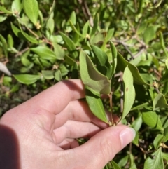 Persoonia laurina at Bundanoon - 5 Oct 2023