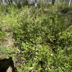 Persoonia laurina at Bundanoon - 5 Oct 2023 02:30 PM