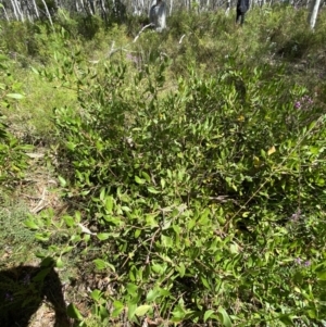 Persoonia laurina at Bundanoon - 5 Oct 2023