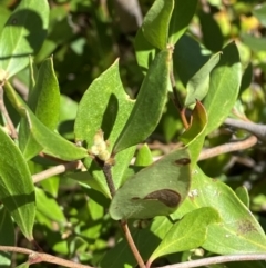 Persoonia laurina at Bundanoon - 5 Oct 2023