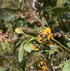 Daviesia latifolia (Hop Bitter-Pea) at Bundanoon, NSW - 5 Oct 2023 by Tapirlord