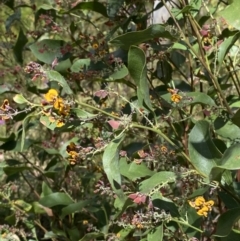 Daviesia latifolia at Wingecarribee Local Government Area - 5 Oct 2023