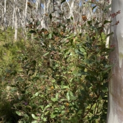 Daviesia latifolia at Wingecarribee Local Government Area - 5 Oct 2023