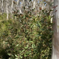 Daviesia latifolia at Wingecarribee Local Government Area - 5 Oct 2023 02:30 PM