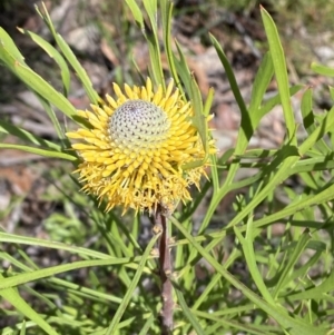 Isopogon anemonifolius at Bundanoon - suppressed