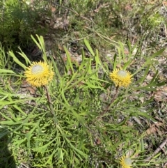 Isopogon anemonifolius at Bundanoon - suppressed