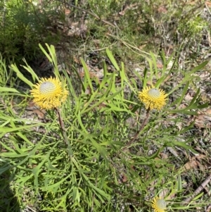 Isopogon anemonifolius at Bundanoon - suppressed