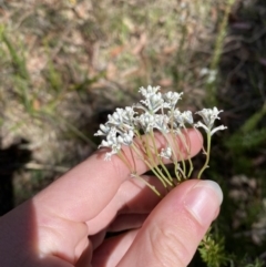 Conospermum ellipticum at Bundanoon - 5 Oct 2023 by Tapirlord