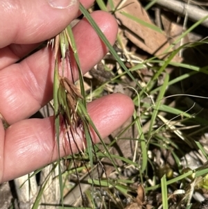 Themeda triandra at Jervis Bay, JBT - 7 Nov 2023 01:20 PM