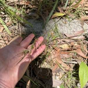 Themeda triandra at Jervis Bay, JBT - 7 Nov 2023 01:20 PM