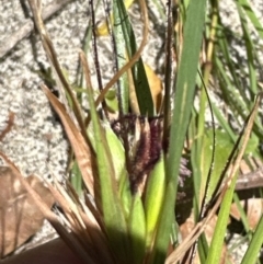 Themeda triandra at Jervis Bay, JBT - 7 Nov 2023 01:20 PM