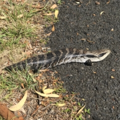 Tiliqua scincoides scincoides (Eastern Blue-tongue) at Meroo Meadow, NSW - 7 Nov 2023 by Wombatary