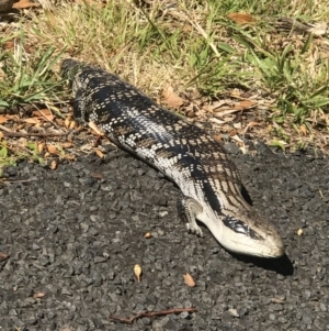 Tiliqua scincoides scincoides at Meroo Meadow, NSW - 7 Nov 2023 09:33 AM