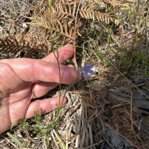 Wahlenbergia littoricola subsp. littoricola at Jervis Bay, JBT - 7 Nov 2023 01:45 PM