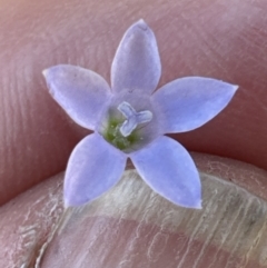 Wahlenbergia littoricola subsp. littoricola at Jervis Bay, JBT - 7 Nov 2023 01:45 PM