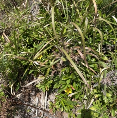 Hibbertia scandens (Climbing Guinea Flower) at Booderee National Park1 - 7 Nov 2023 by lbradleyKV