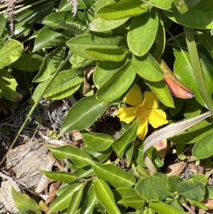 Hibbertia scandens at Jervis Bay, JBT - 7 Nov 2023 01:48 PM