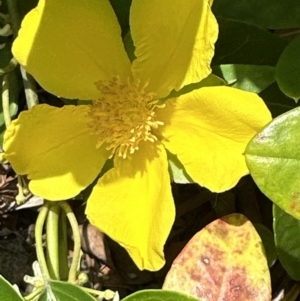 Hibbertia scandens at Jervis Bay, JBT - 7 Nov 2023 01:48 PM