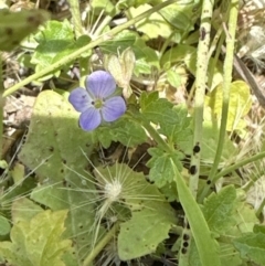 Veronica plebeia (Trailing Speedwell, Creeping Speedwell) at Booderee National Park - 7 Nov 2023 by lbradley