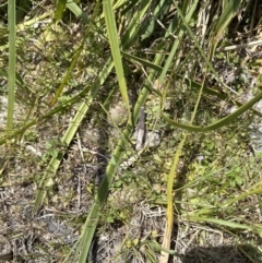 Veronica plebeia at Jervis Bay, JBT - 7 Nov 2023