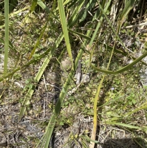 Veronica plebeia at Jervis Bay, JBT - 7 Nov 2023