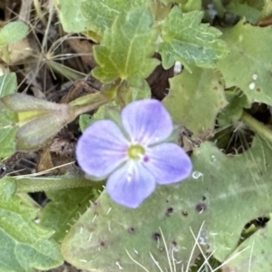 Veronica plebeia at Jervis Bay, JBT - 7 Nov 2023