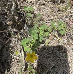 Oxalis exilis (Shady Wood Sorrel) at Booderee National Park1 - 7 Nov 2023 by lbradleyKV