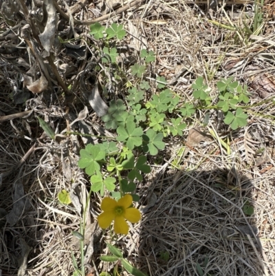 Oxalis exilis (Shady Wood Sorrel) at Booderee National Park - 7 Nov 2023 by lbradley