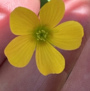 Oxalis exilis at Jervis Bay, JBT - 7 Nov 2023 01:56 PM