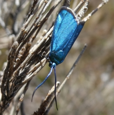 Pollanisus (genus) (A Forester Moth) at Charleys Forest, NSW - 7 Nov 2023 by arjay