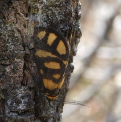 Asura lydia (Lydia Lichen Moth) at Charleys Forest, NSW - 7 Nov 2023 by arjay