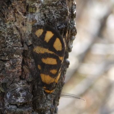 Asura lydia (Lydia Lichen Moth) at Charleys Forest, NSW - 7 Nov 2023 by arjay