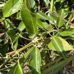 Leichhardtia rostrata (Milk Vine) at Booderee National Park - 7 Nov 2023 by lbradley