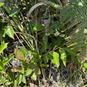 Leichhardtia rostrata at Jervis Bay, JBT - 7 Nov 2023 02:06 PM