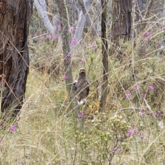 Strepera versicolor at QPRC LGA - 7 Nov 2023