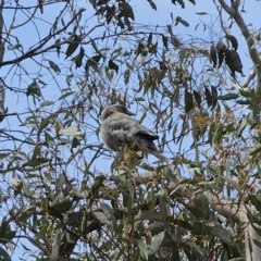 Strepera versicolor at QPRC LGA - 7 Nov 2023