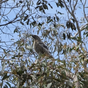 Strepera versicolor at QPRC LGA - 7 Nov 2023