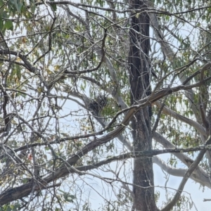 Strepera versicolor at QPRC LGA - 7 Nov 2023