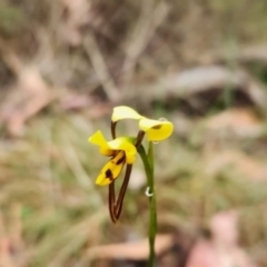 Diuris sulphurea at Gibraltar Pines - suppressed