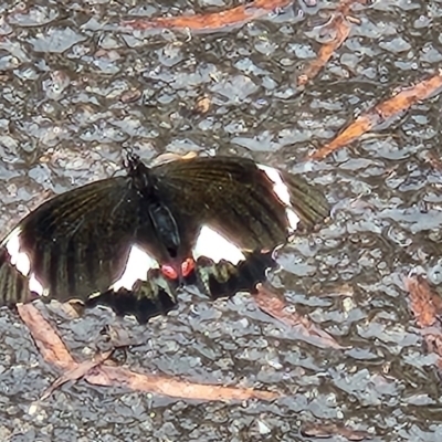 Papilio aegeus (Orchard Swallowtail, Large Citrus Butterfly) at Canberra Central, ACT - 1 Nov 2023 by RangerGregor