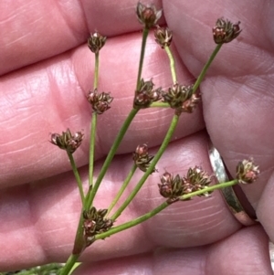 Juncus planifolius at Jervis Bay, JBT - 7 Nov 2023 02:36 PM