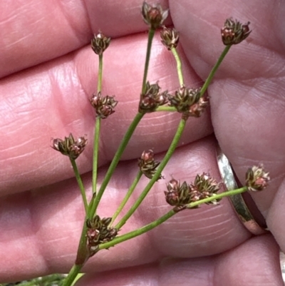 Juncus planifolius (broad-leaved rush) at Jervis Bay, JBT - 7 Nov 2023 by lbradley