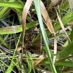 Juncus planifolius at Jervis Bay, JBT - 7 Nov 2023 02:36 PM