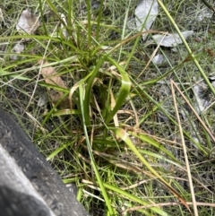 Juncus planifolius at Jervis Bay, JBT - 7 Nov 2023 02:36 PM