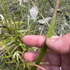 Juncus planifolius at Jervis Bay, JBT - 7 Nov 2023 02:36 PM