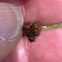 Juncus planifolius at Jervis Bay, JBT - 7 Nov 2023 02:36 PM